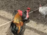 Chickens — foto 1