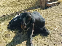 Jarac, Kamori goats — fotografija 4
