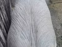 Suínos (lote, sexo não especificado), Porcos — foto 4