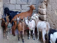 Echki, Alpine goat — 1-rasm