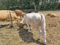 सांड, Charolais cattle — फ़ोटो 1