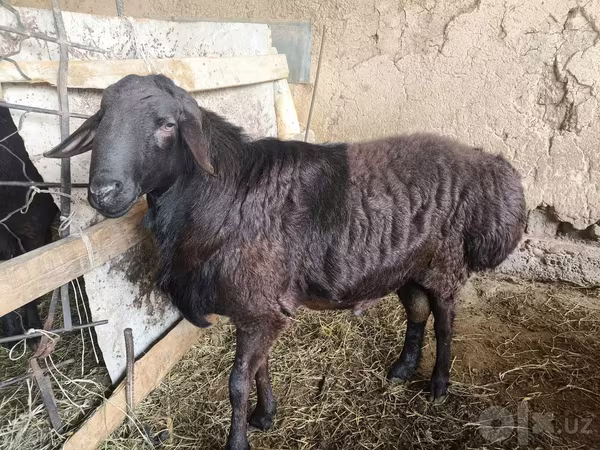 Baran, Hissar sheep