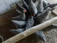 Chickens — الصورة 3