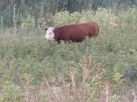 母牛, Limousin cow — 照片 3