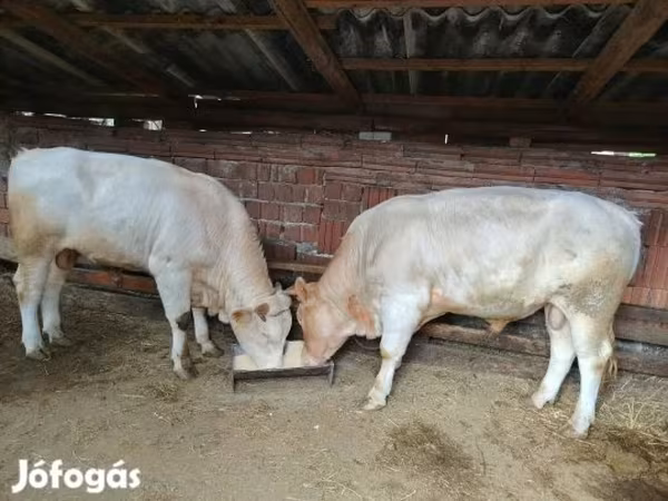 Byk, Charolais cattle — Węgry