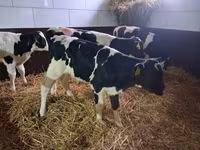 सांड, Simmental cattle — फ़ोटो 5