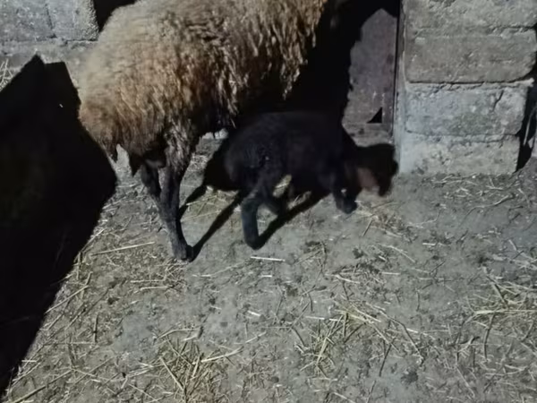 Owca, Owce