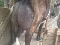 Taka, Nubian Goat — 8-rasm