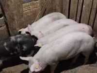 मादा सूअर, सूअर — फ़ोटो 3