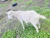 Chèvre, Alpine goat — photo 3