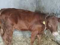 Vaca, Vaca Limousin — foto 1
