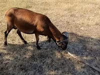 Carnero, Cameroon sheep — foto 3