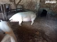 خنازير (دفعة، الجنس غير محدد), Крупная белая — الصورة 1