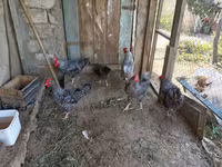 Chickens — fotografija 3