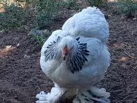 Brahma — photo 6