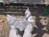 Brahma — Foto 3