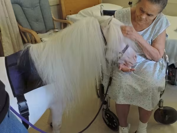 Kobila, Miniature horse