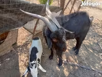 Jarac, Nubian Goat — fotografija 2