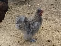 Silkie — zdjęcie 3