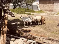 Kozioł, Alpine goat — zdjęcie 6