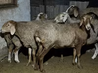 雌羊, Arashan sheep — 写真 4