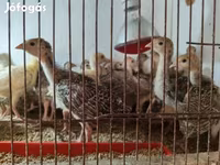 Turkeys — fotografija 1