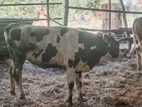 Krava, Russian Black pied cattle — fotografija 4