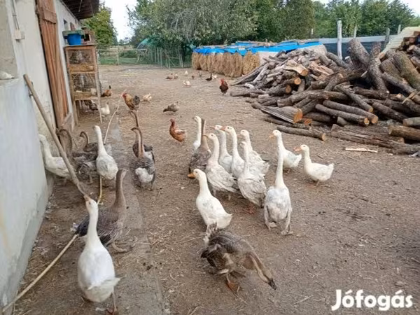 Geese
