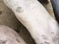 Schweine (Partie, Geschlecht nicht angegeben), Schweine — Foto 2