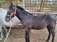 Caballo, Caballos — foto 4