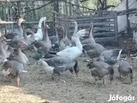 Geese — फ़ोटो 2