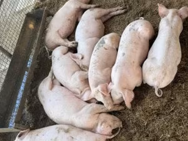 Boar, Pigs