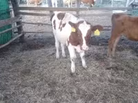 Byk, Simmental cattle — zdjęcie 6