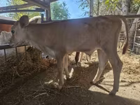 Toro, Raza Jersey — foto 1