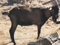 Boucs, Alpine goat — photo 3