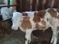 Taureau, Simmental cattle — photo 1