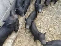 Świnie (partia, płeć nieokreślona) — zdjęcie 2