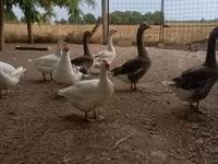 Geese — zdjęcie 2