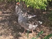 Geese — Foto 3