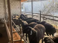 Ovelha, Ovelhas — foto 6