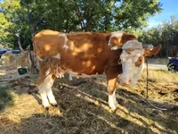 Cow, Simmental cattle — photo 2