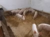Donuzlar (partiya, cinsi göstərilməyib) — foto 2