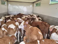 Goveda (partija, pol nije naveden), Simmental cattle — fotografija 2