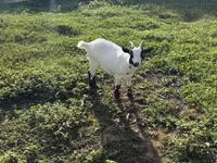 बकरी, बकरियाँ — फ़ोटो 5