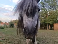母马, Shetland Pony — 照片 3