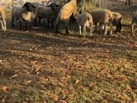 Ram, White Suffolk sheep — photo 3
