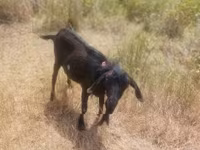 Cabras (lote, sexo não especificado), Cabras — foto 4