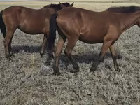 Kobila, Mugalzhar horse — fotografija 3