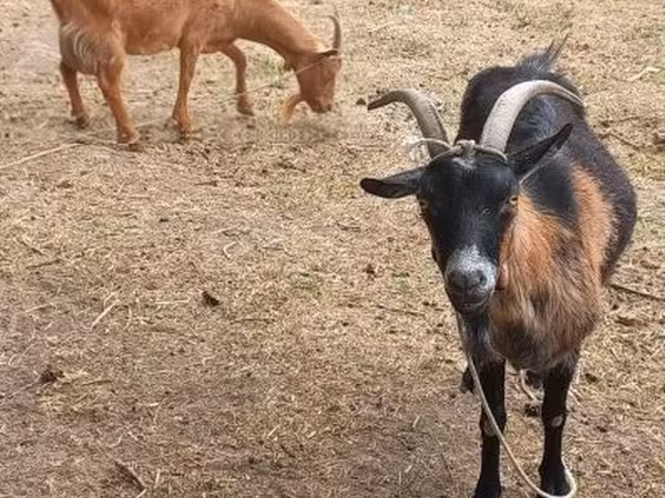 雌ヤギ, Alpine goat