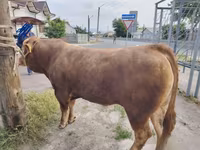 Bik, Krava limuzin — fotografija 2